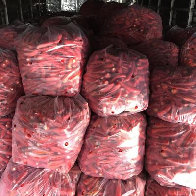 ỚT SỪNG VĨNH CHÂU