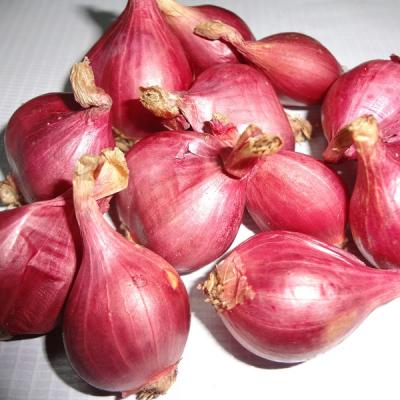 HÀNH TÍM VĨNH CHÂU