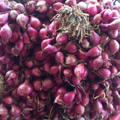 HÀNH CHÙM VĨNH CHÂU