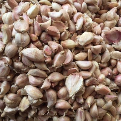 TỎI TÉP (HÀ NỘI)