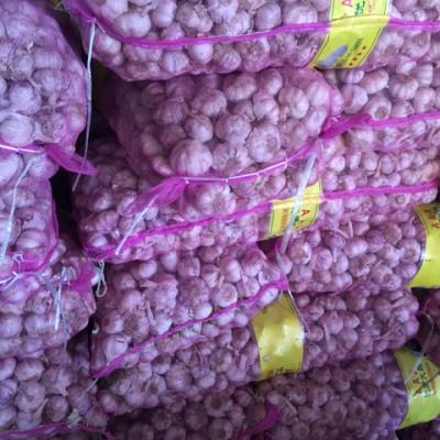 TỎI CỦ TRUNG QUỐC