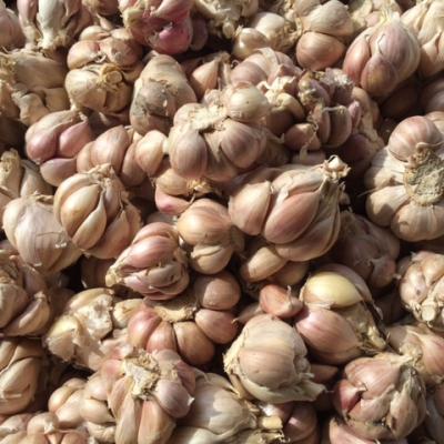 TỎI CỦ HÀ NỘI SẠCH