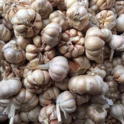 TỎI TRUNG QUỐC BÓC VỎ