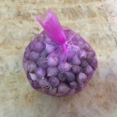 TỎI CÔ ĐƠN-TÚI LƯỚI